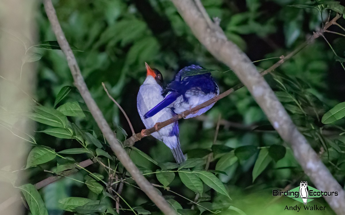 White-rumped Kingfisher - Andy Walker - Birding Ecotours