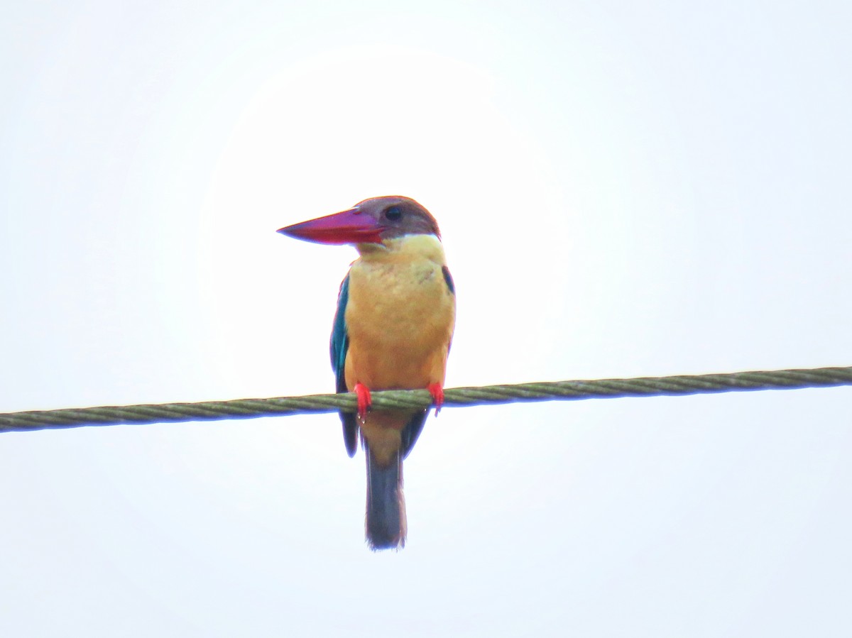 Stork-billed Kingfisher - ML372976071