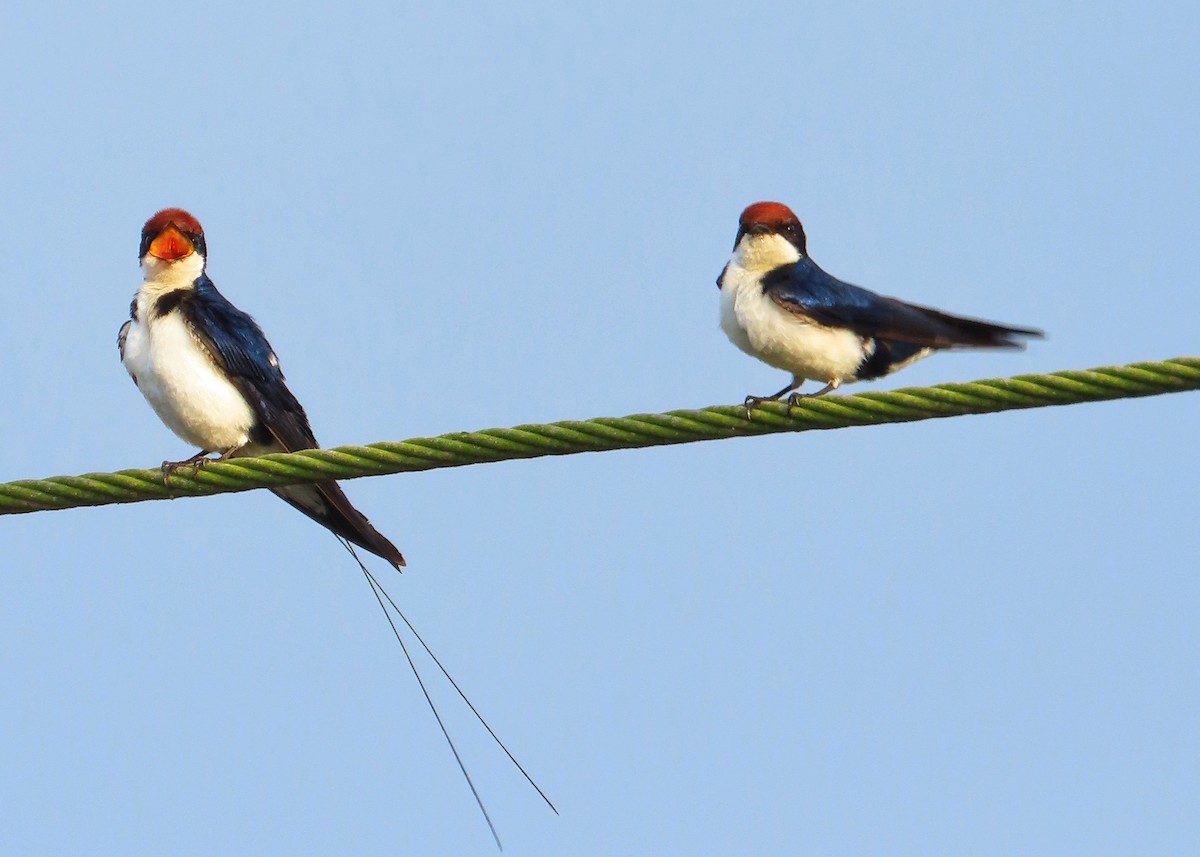 Wire-tailed Swallow - ML372976131