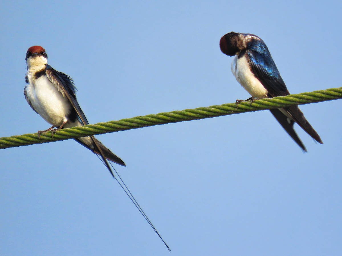 Wire-tailed Swallow - ML372976151