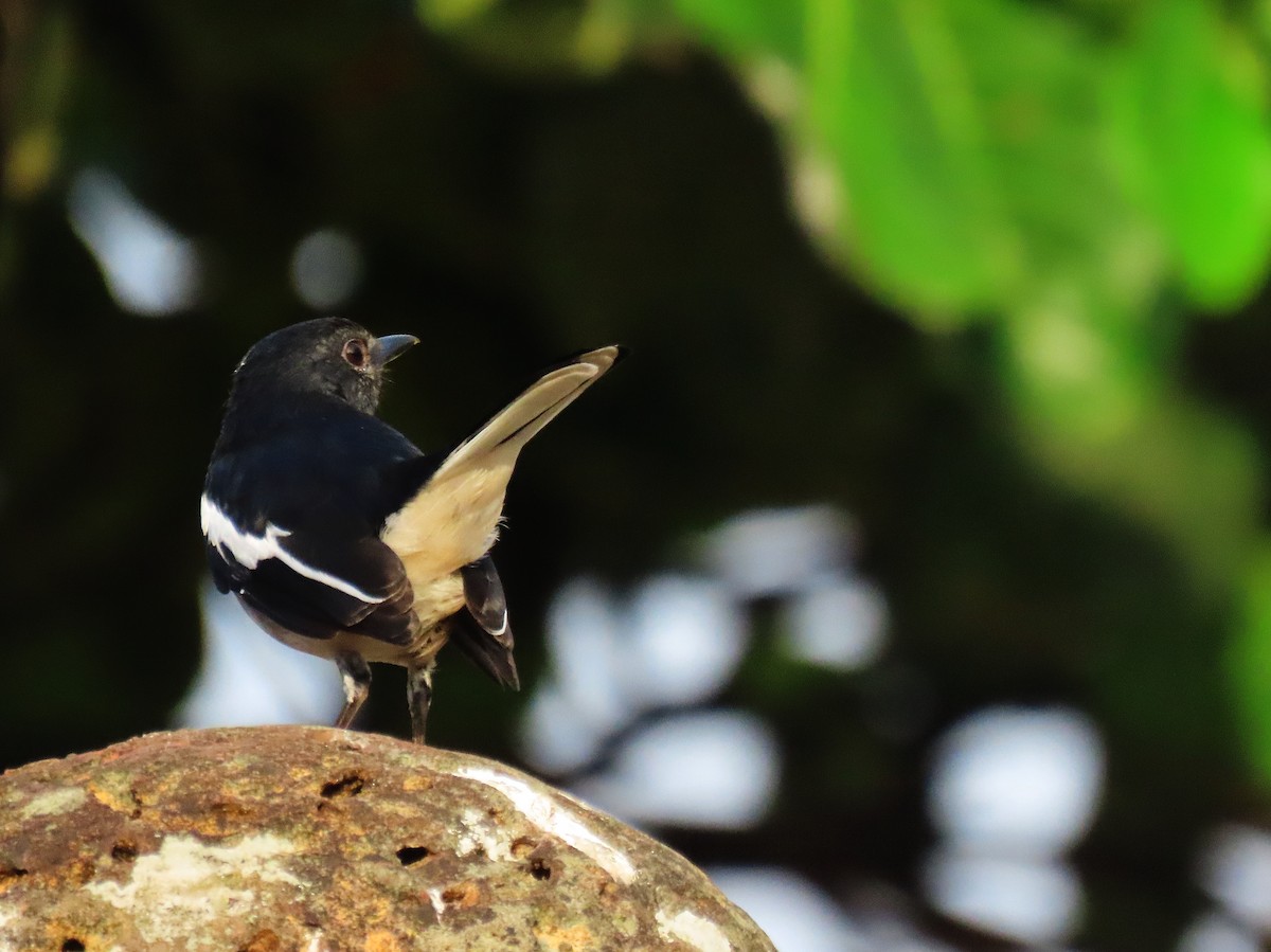 Oriental Magpie-Robin - ML372976191