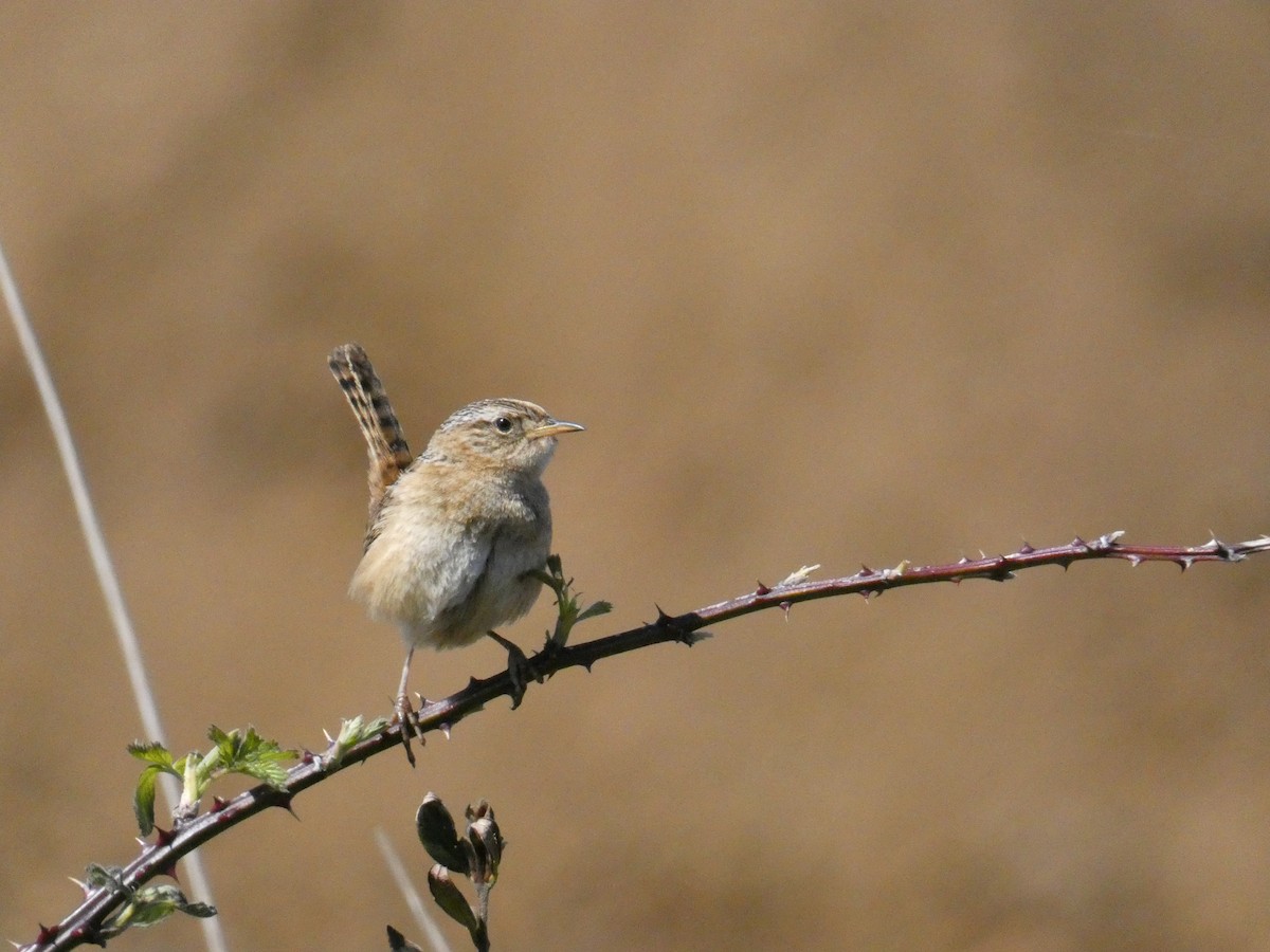 Grass Wren - Paulina Torres Pérez