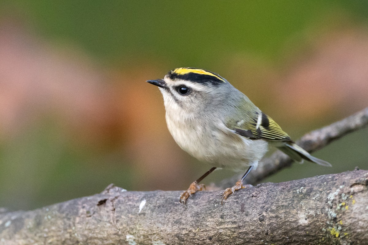 Golden-crowned Kinglet - ML372978181