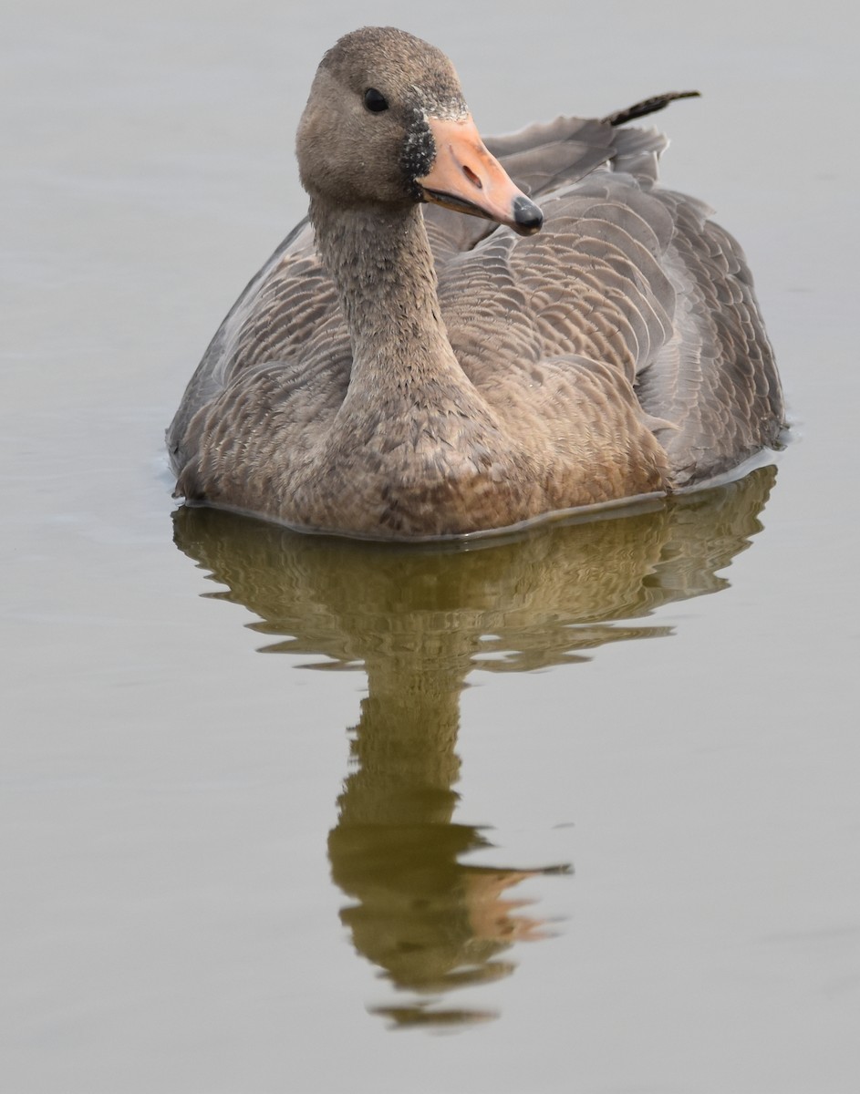Greater White-fronted Goose - ML372978491