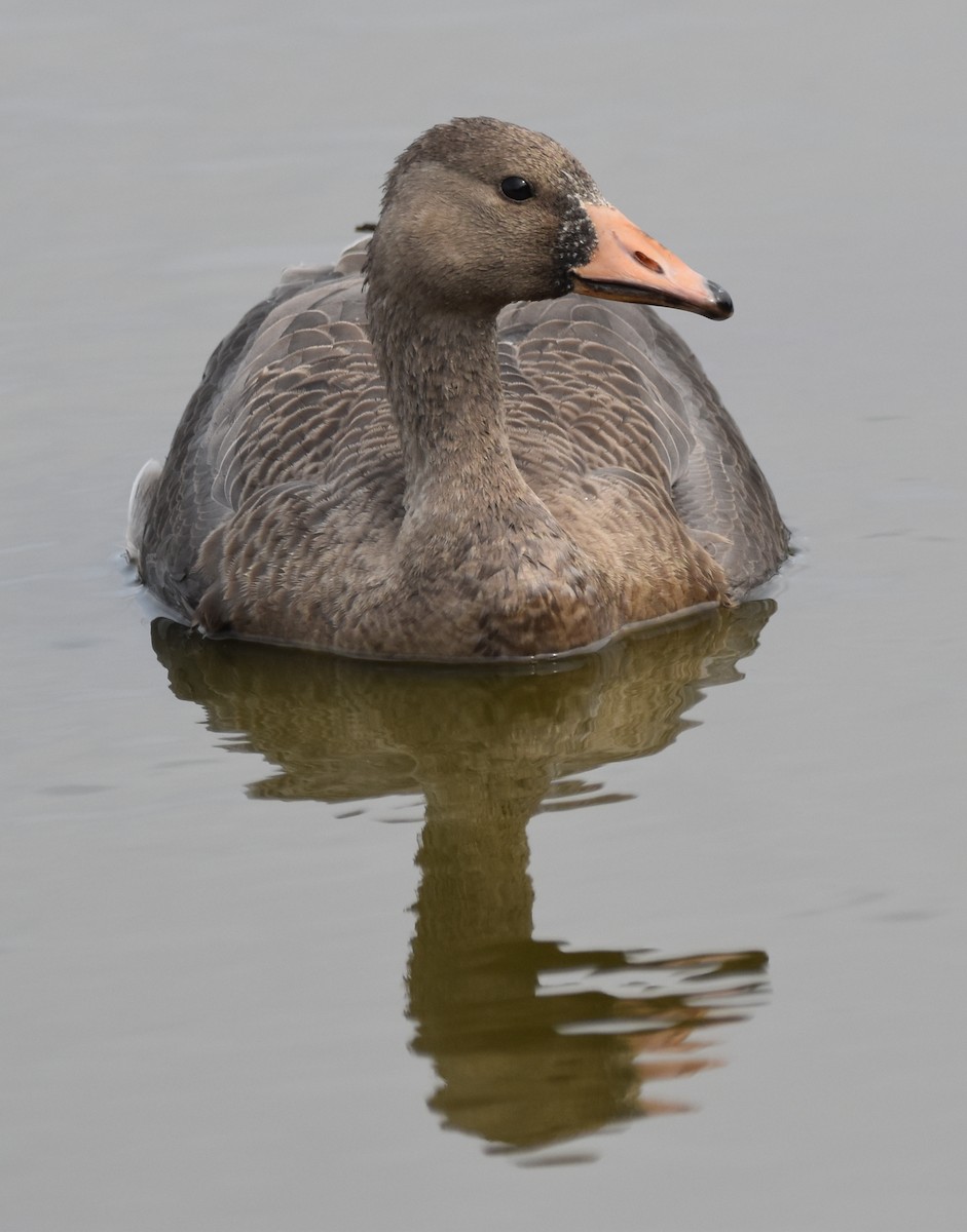 Greater White-fronted Goose - ML372978501