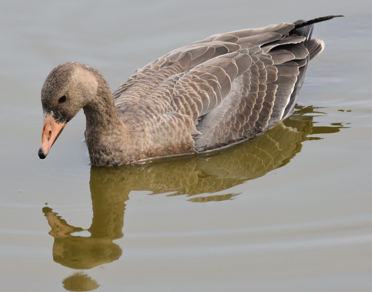 Greater White-fronted Goose - ML372978531