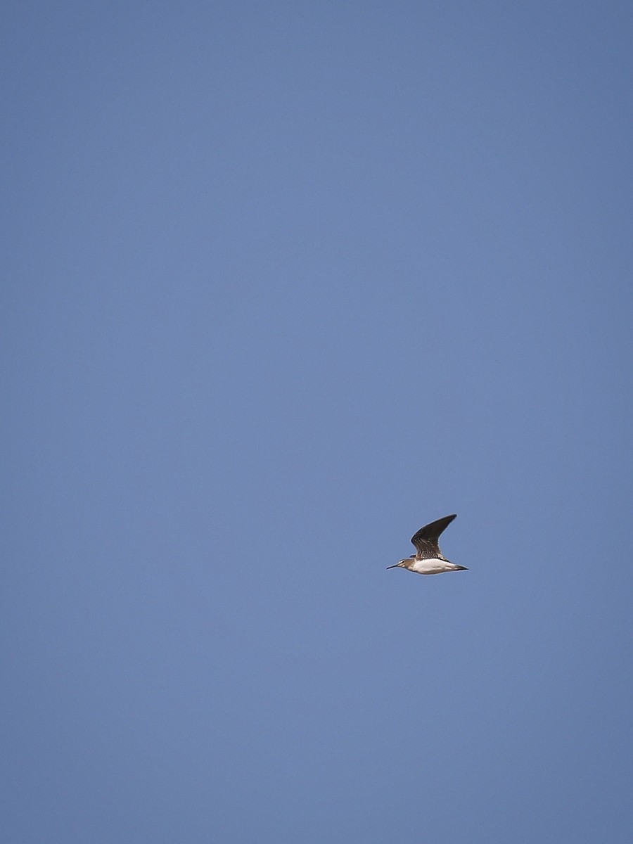 Green Sandpiper - ML372978651