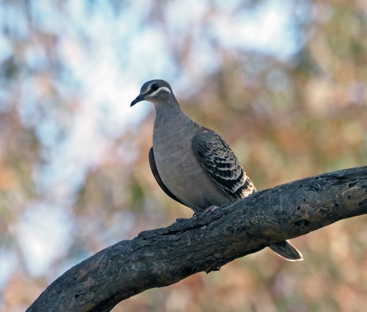 Common Bronzewing - ML372979251