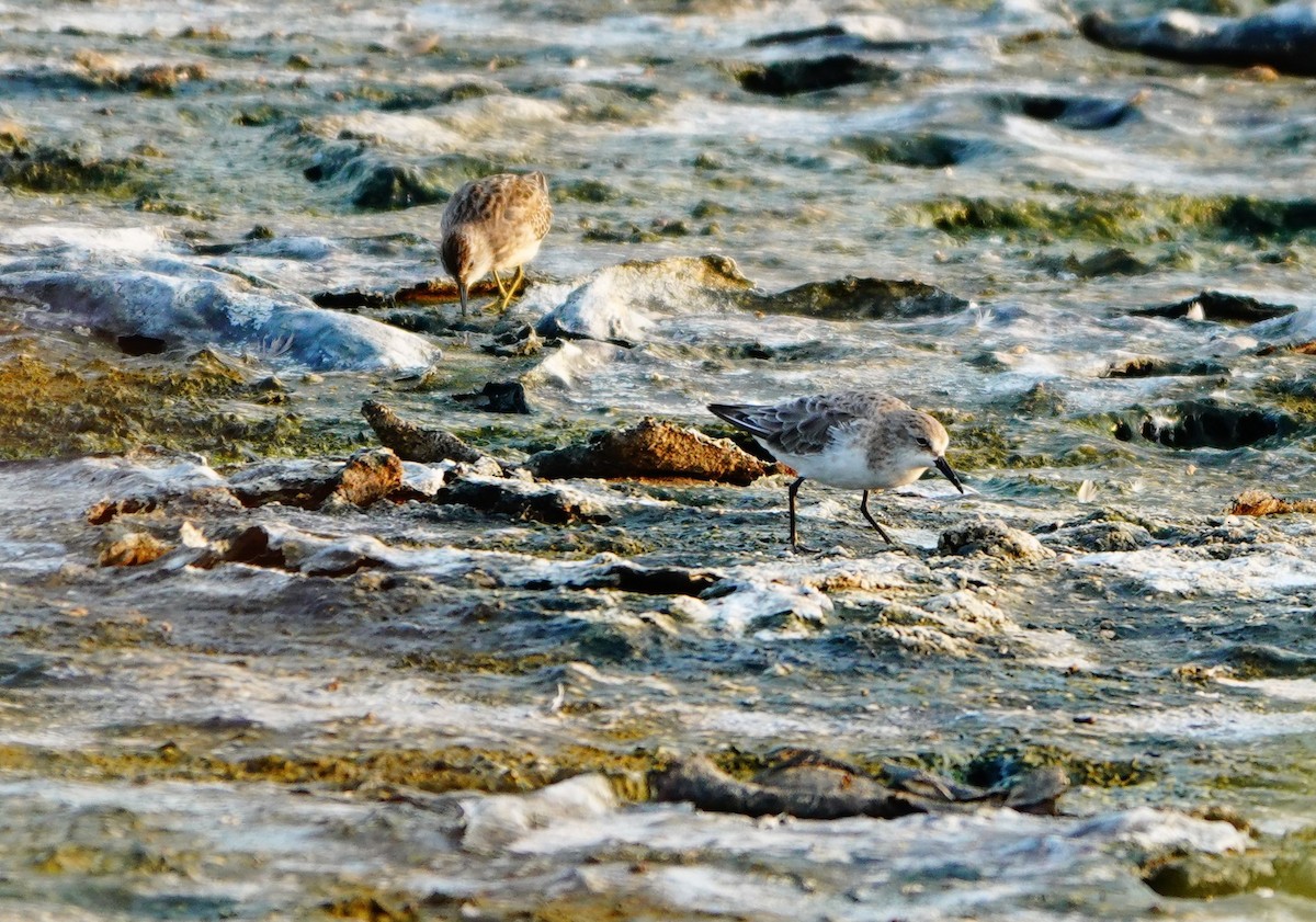 Little Stint - ML372979631