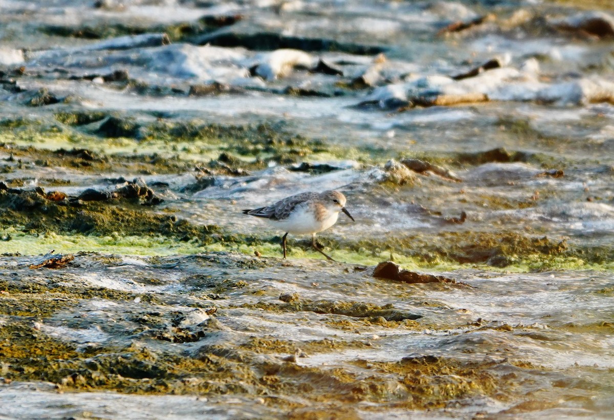 Little Stint - ML372980021