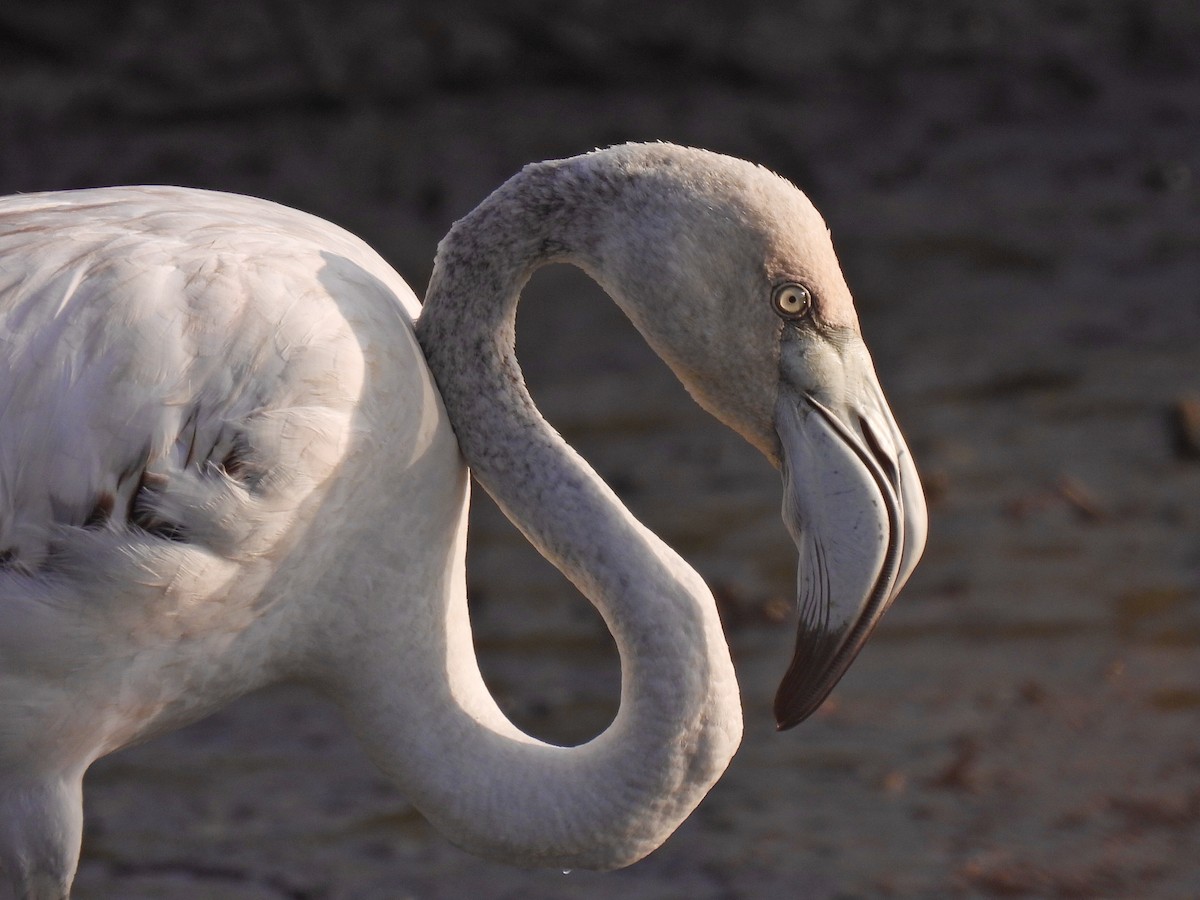 Greater Flamingo - Christopher Barker