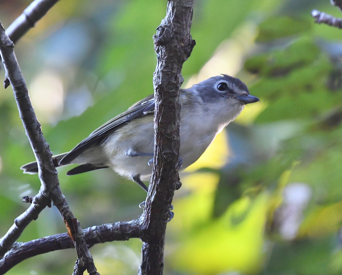 Blue-headed Vireo - ML372980361