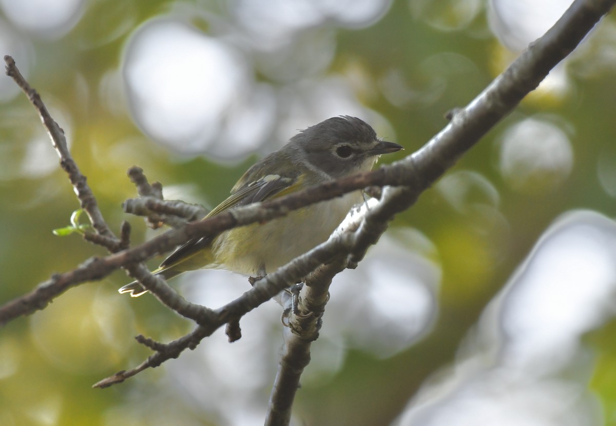 Blue-headed Vireo - ML372980381