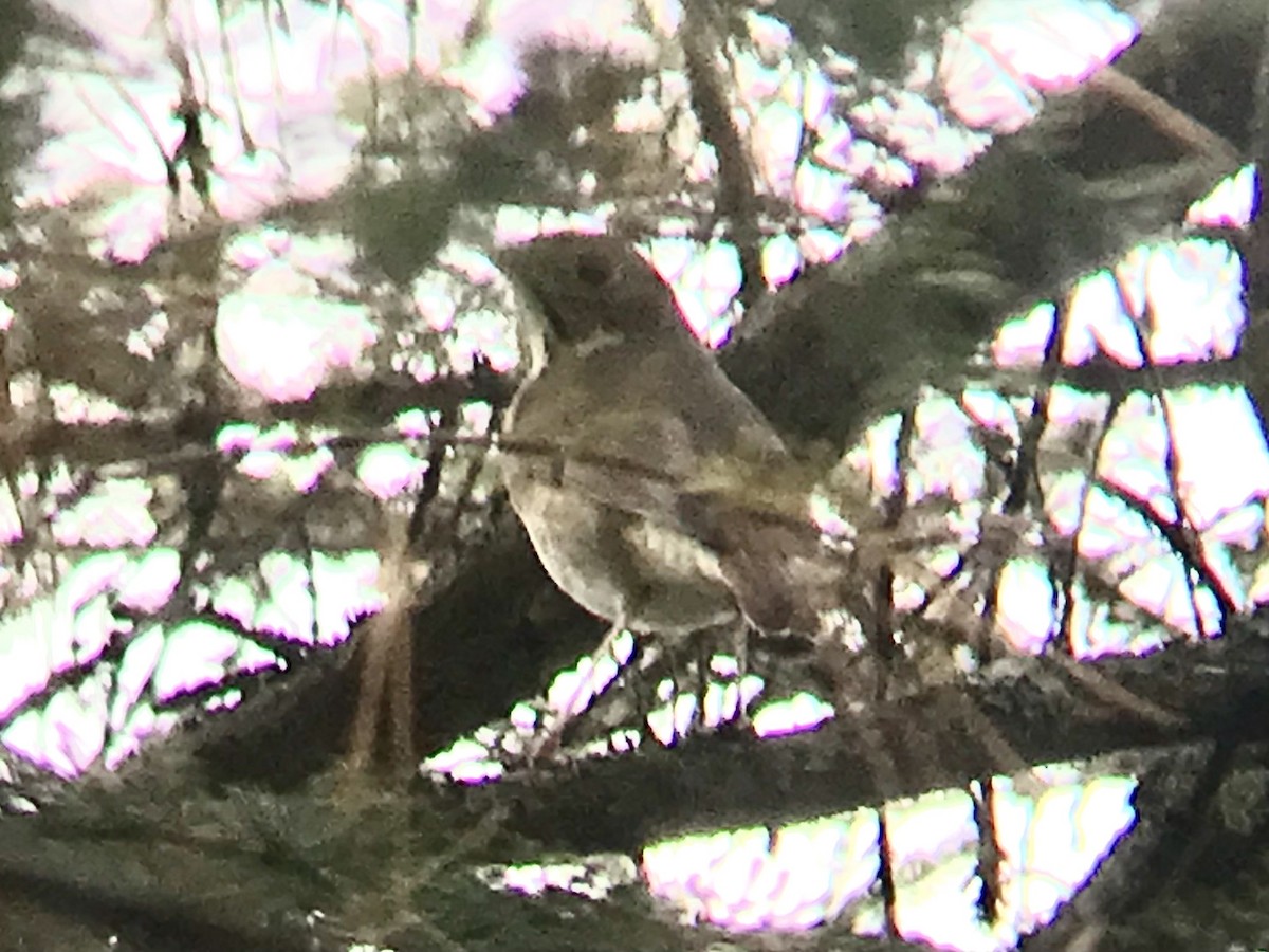 Hermit Thrush - ML372981511