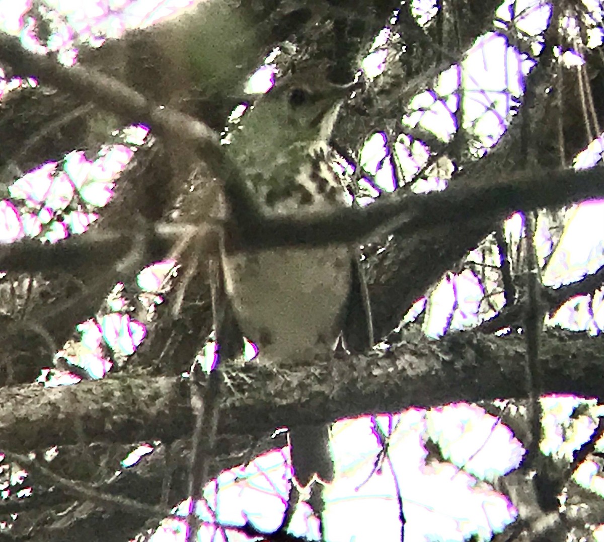 Hermit Thrush - ML372981641
