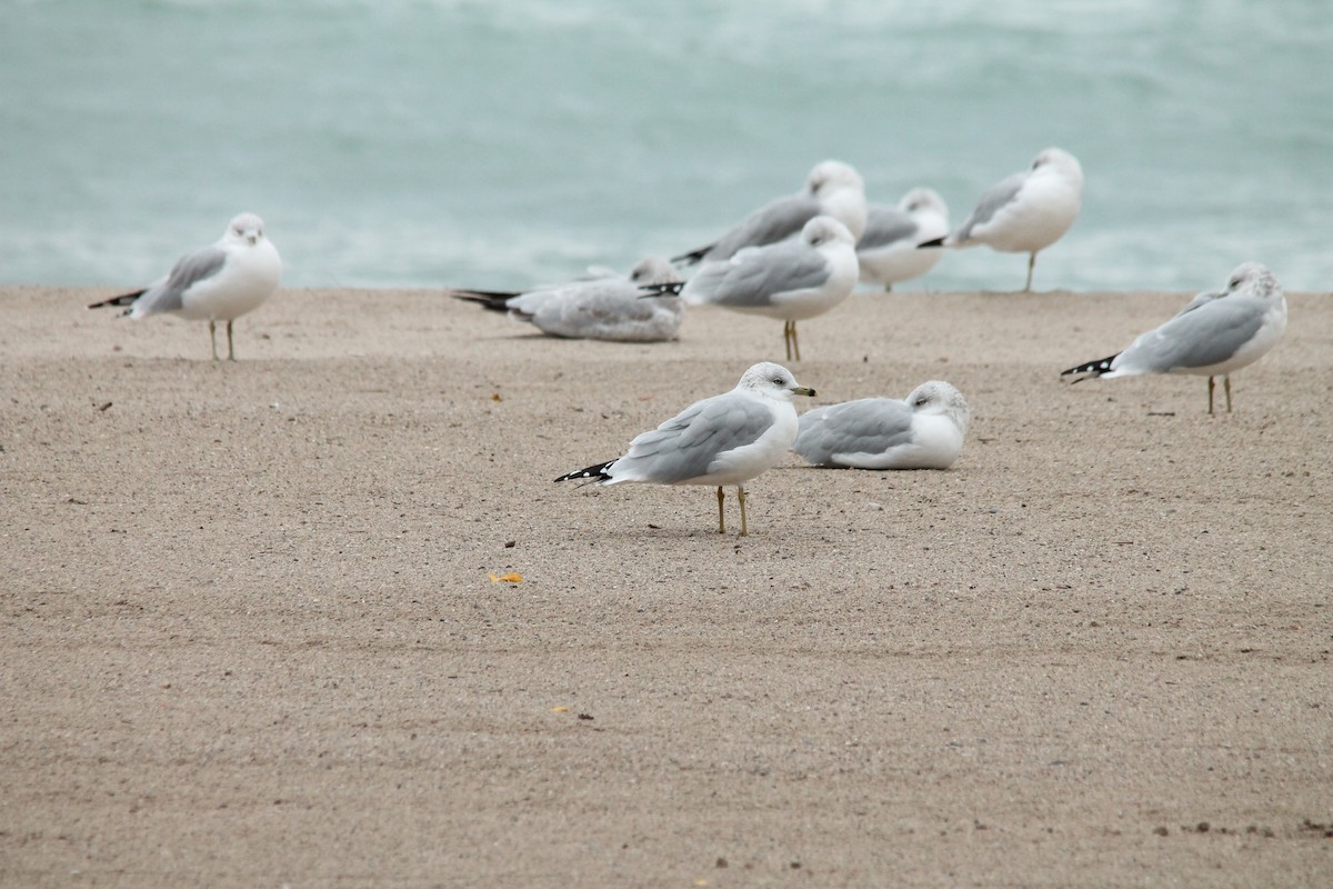 Ring-billed Gull - ML37298321