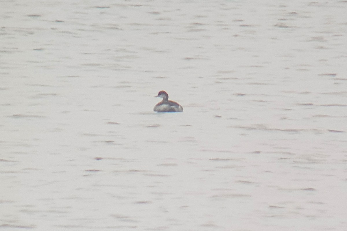 Eared Grebe - ML372984371