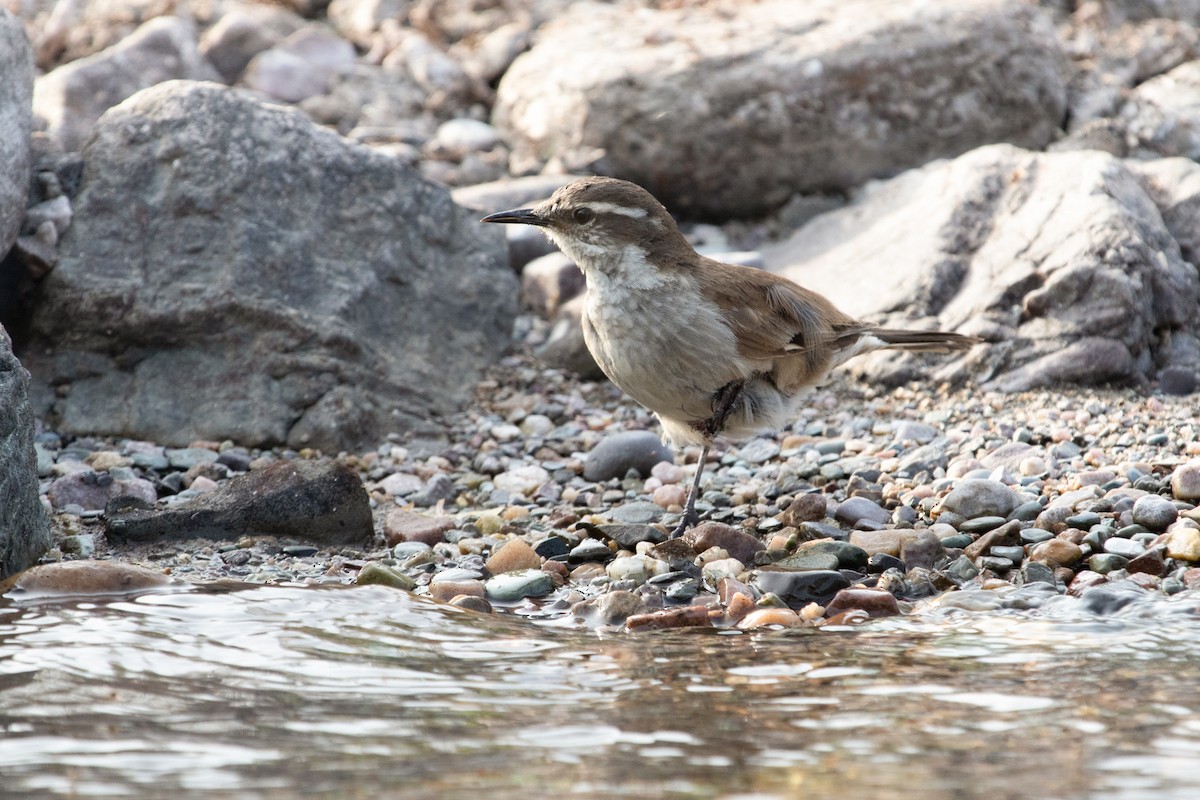 Cream-winged Cinclodes - ML372984611