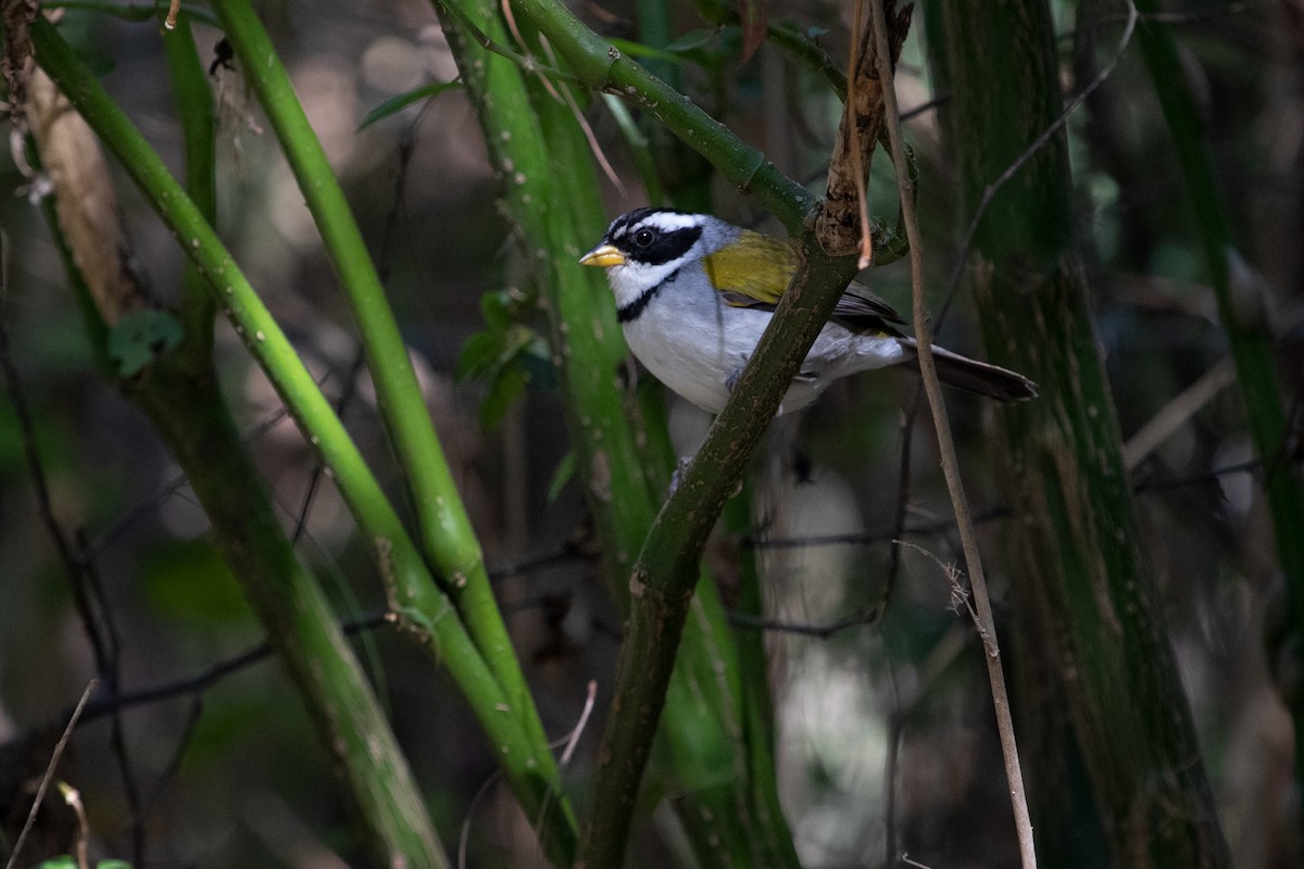 Moss-backed Sparrow - ML372984721