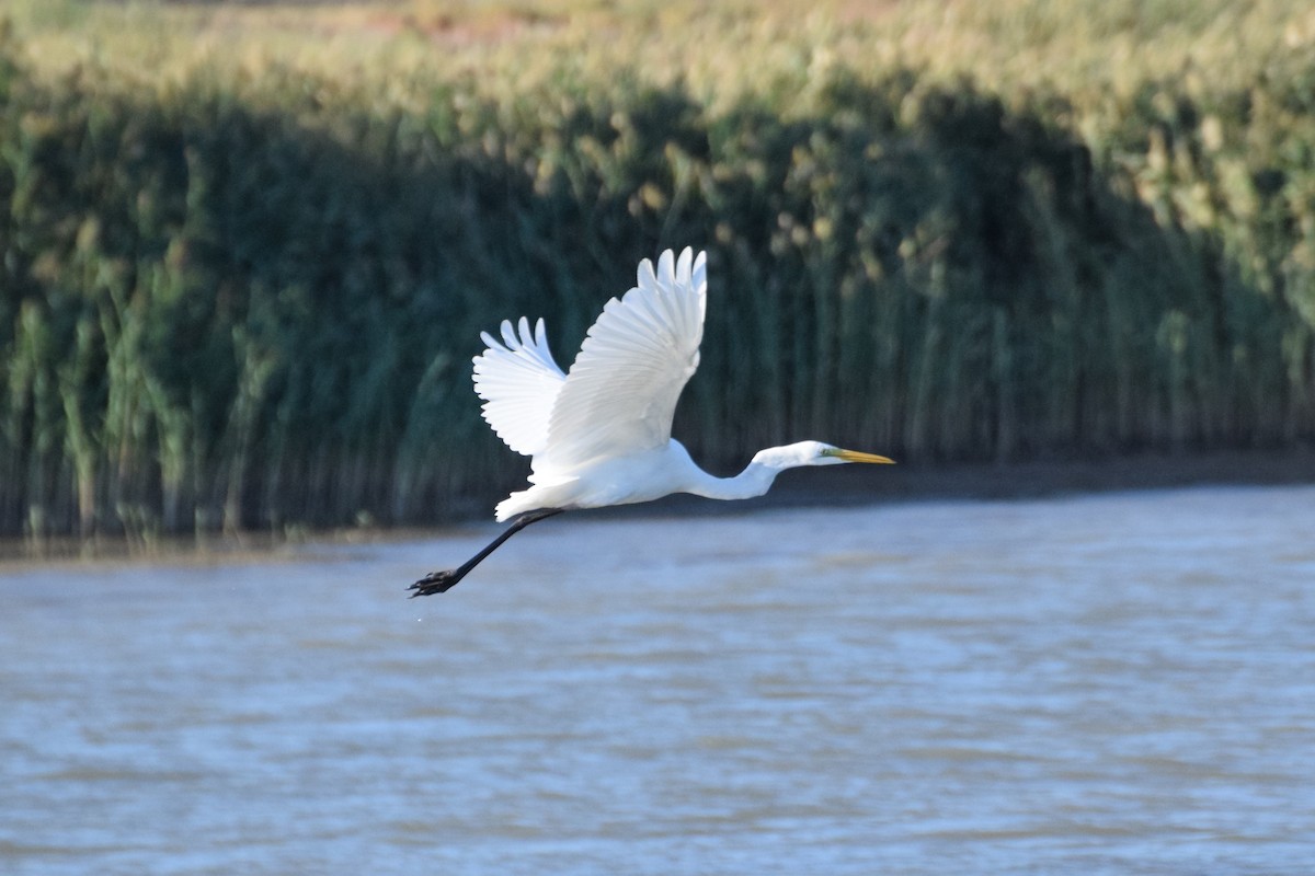 Great Egret - ML372986261