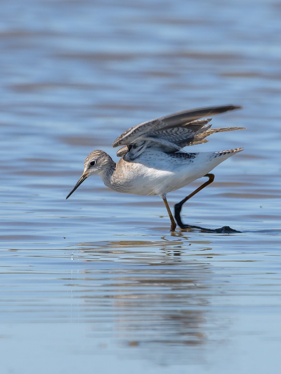 Lesser Yellowlegs - Carlos Rossello