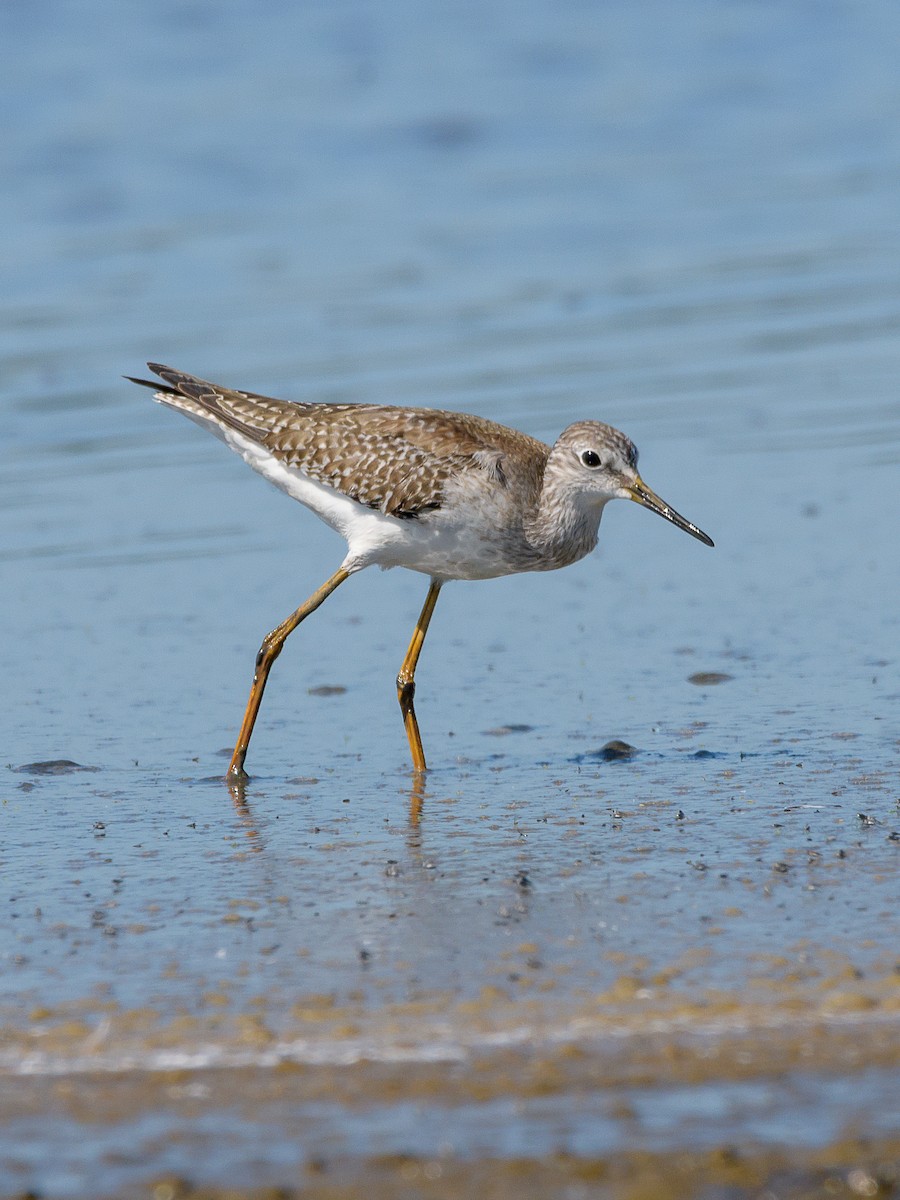 Lesser Yellowlegs - Carlos Rossello