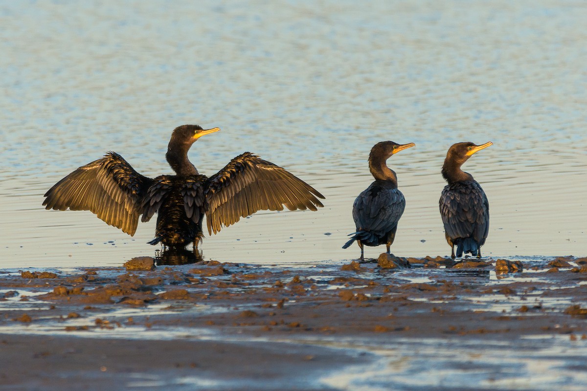 Cormorán Biguá - ML372987811