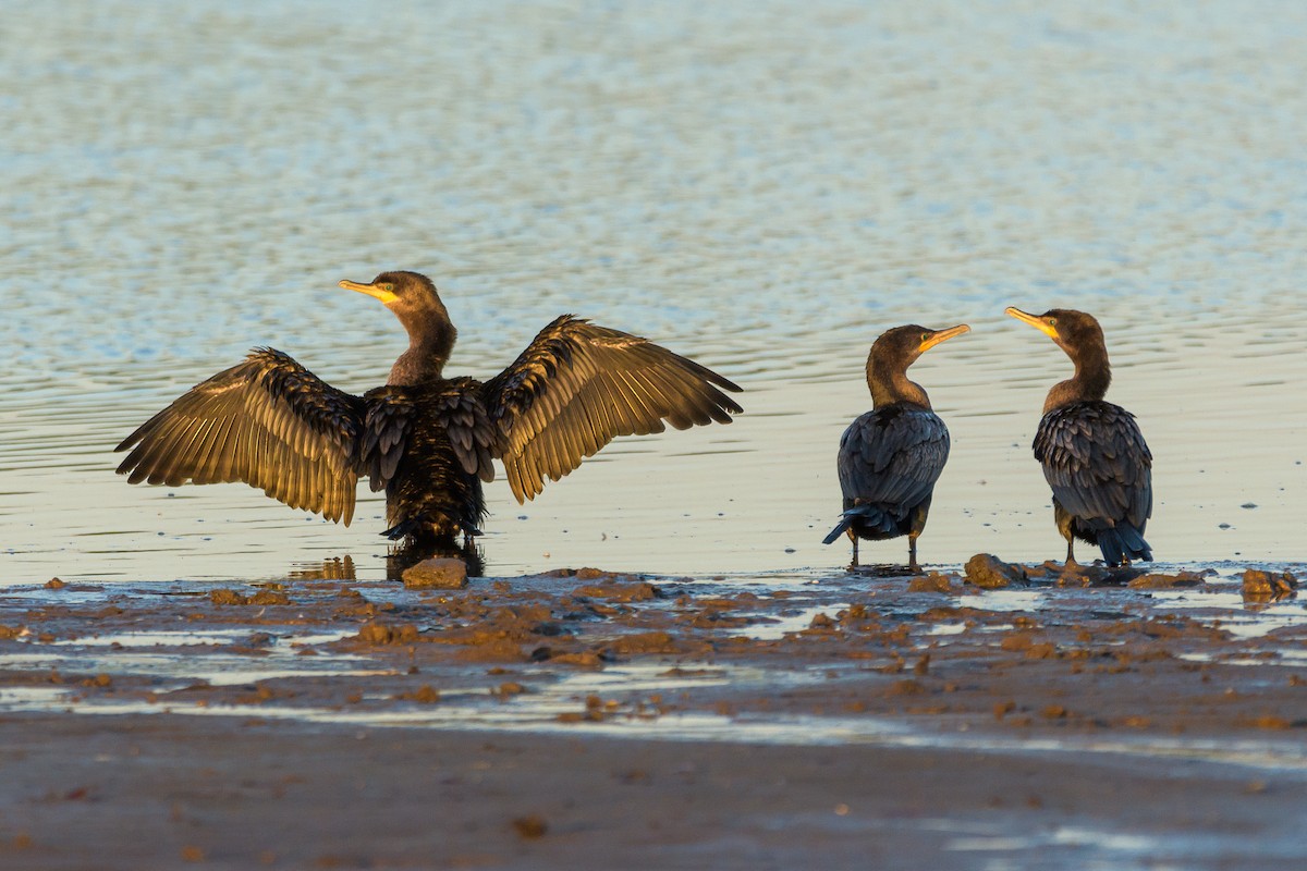 Neotropic Cormorant - ML372987831