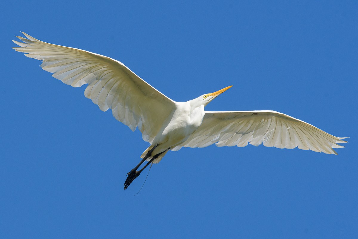 Great Egret - ML372987871