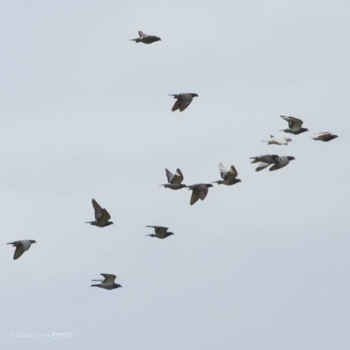 Picazuro Pigeon - ML372987921