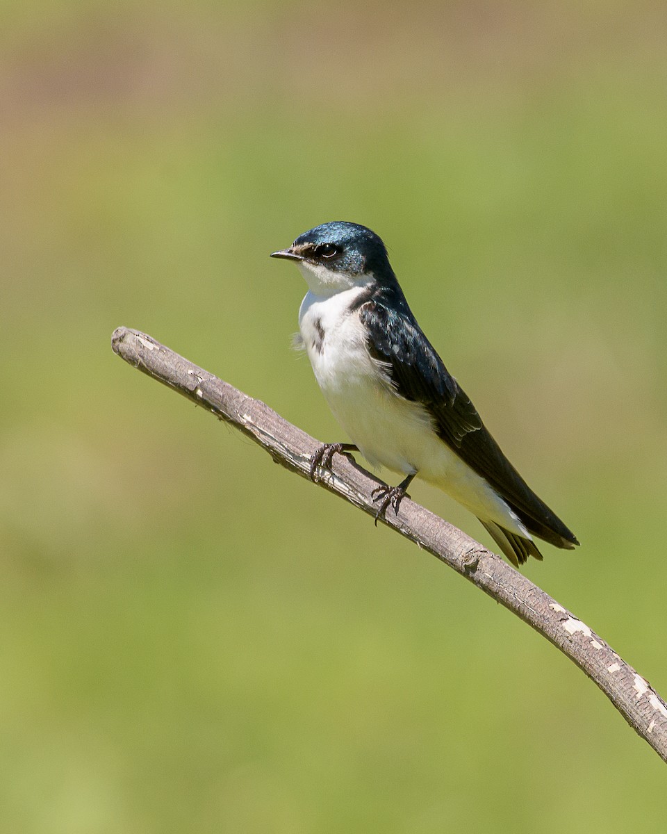 Golondrina Cejiblanca - ML372988491