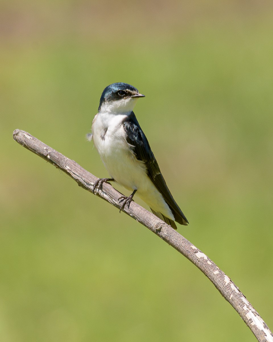 White-rumped Swallow - Carlos Rossello