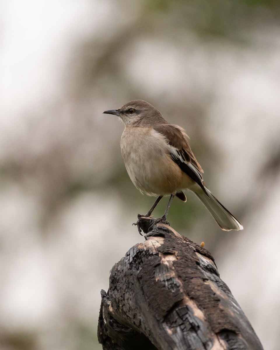 White-banded Mockingbird - Carlos Rossello