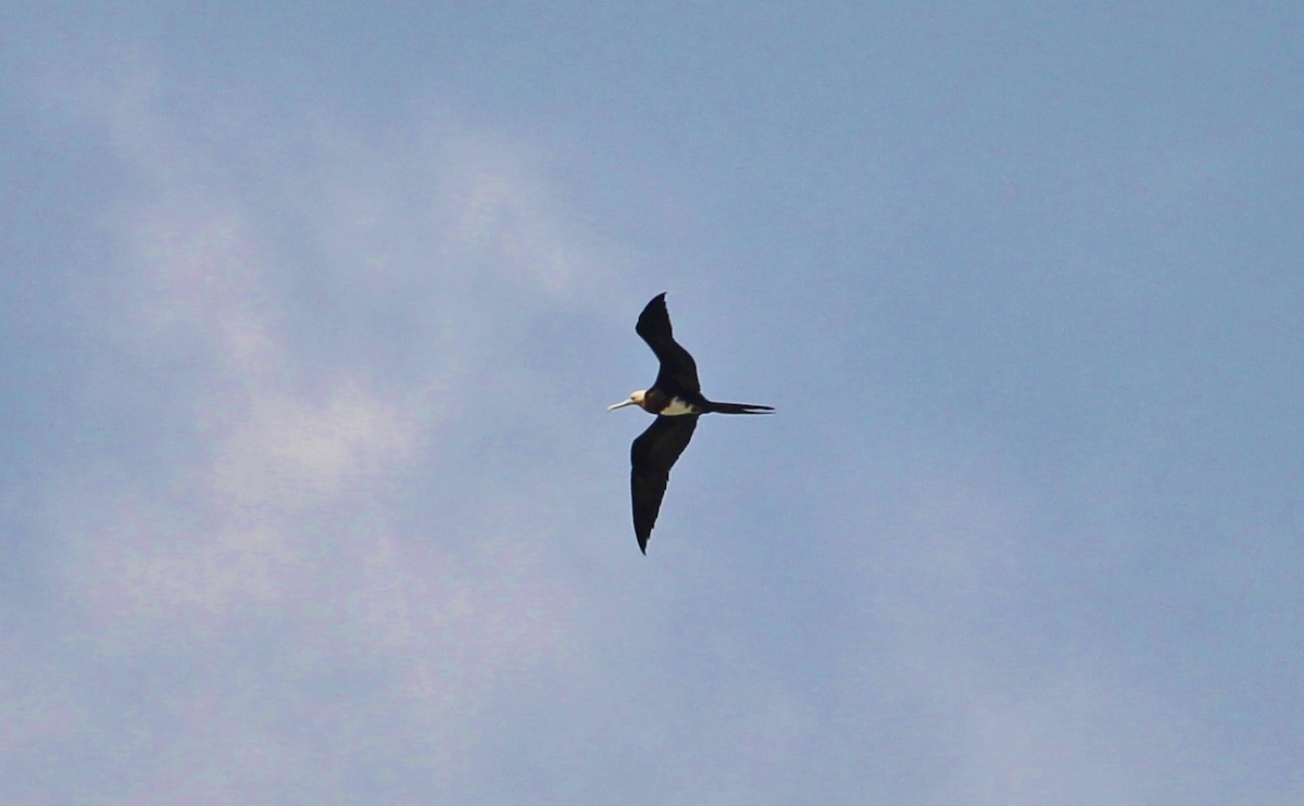 Christmas Island Frigatebird - ML37299041