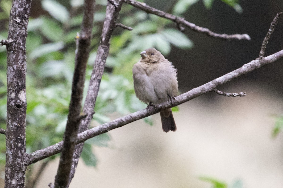 Dull-colored Grassquit - Daniela Zaffignani