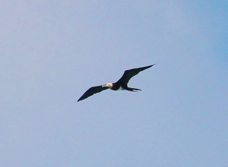 Weißbauch-Fregattvogel - ML37299181