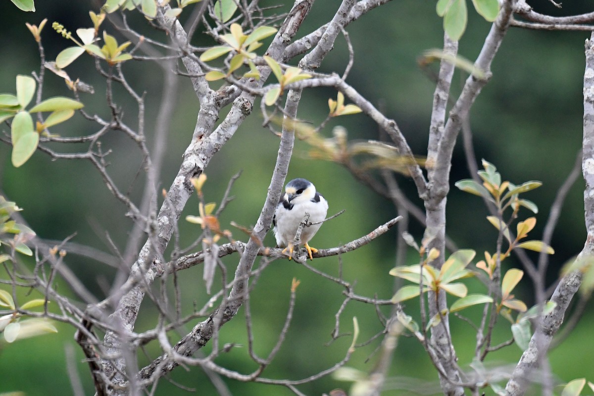 Pearl Kite - ML37299221