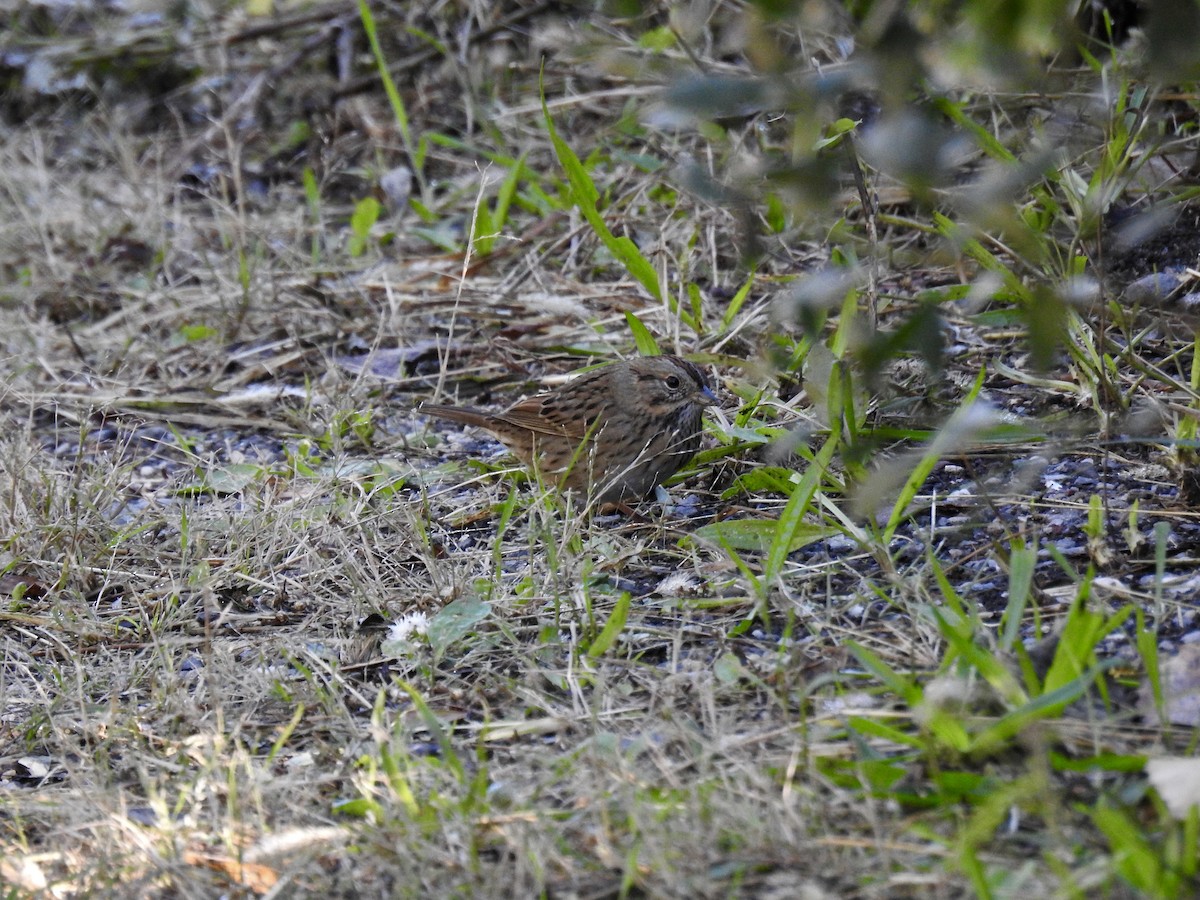 Lincoln's Sparrow - ML372996601