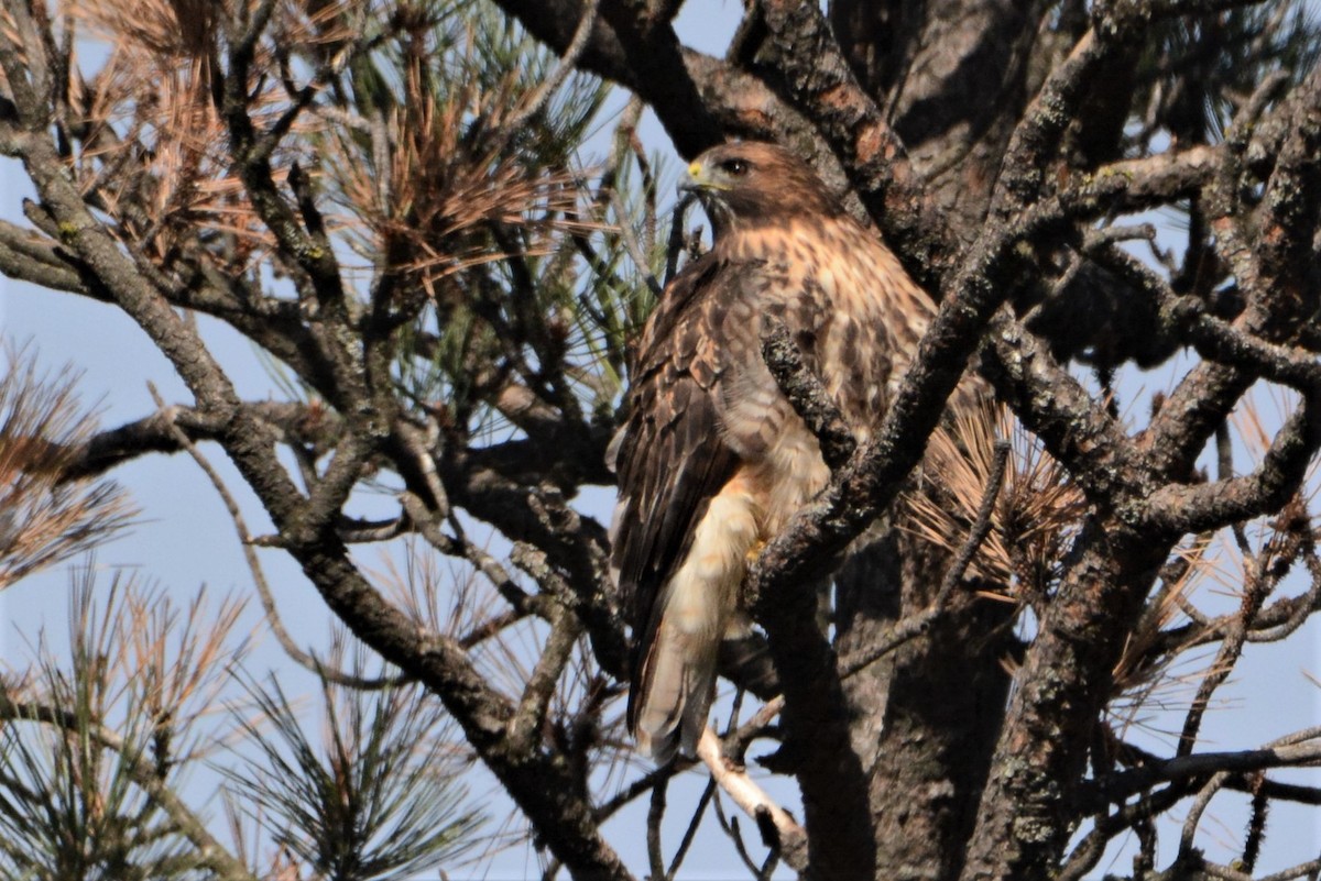 Red-tailed Hawk - Robert  Whetham