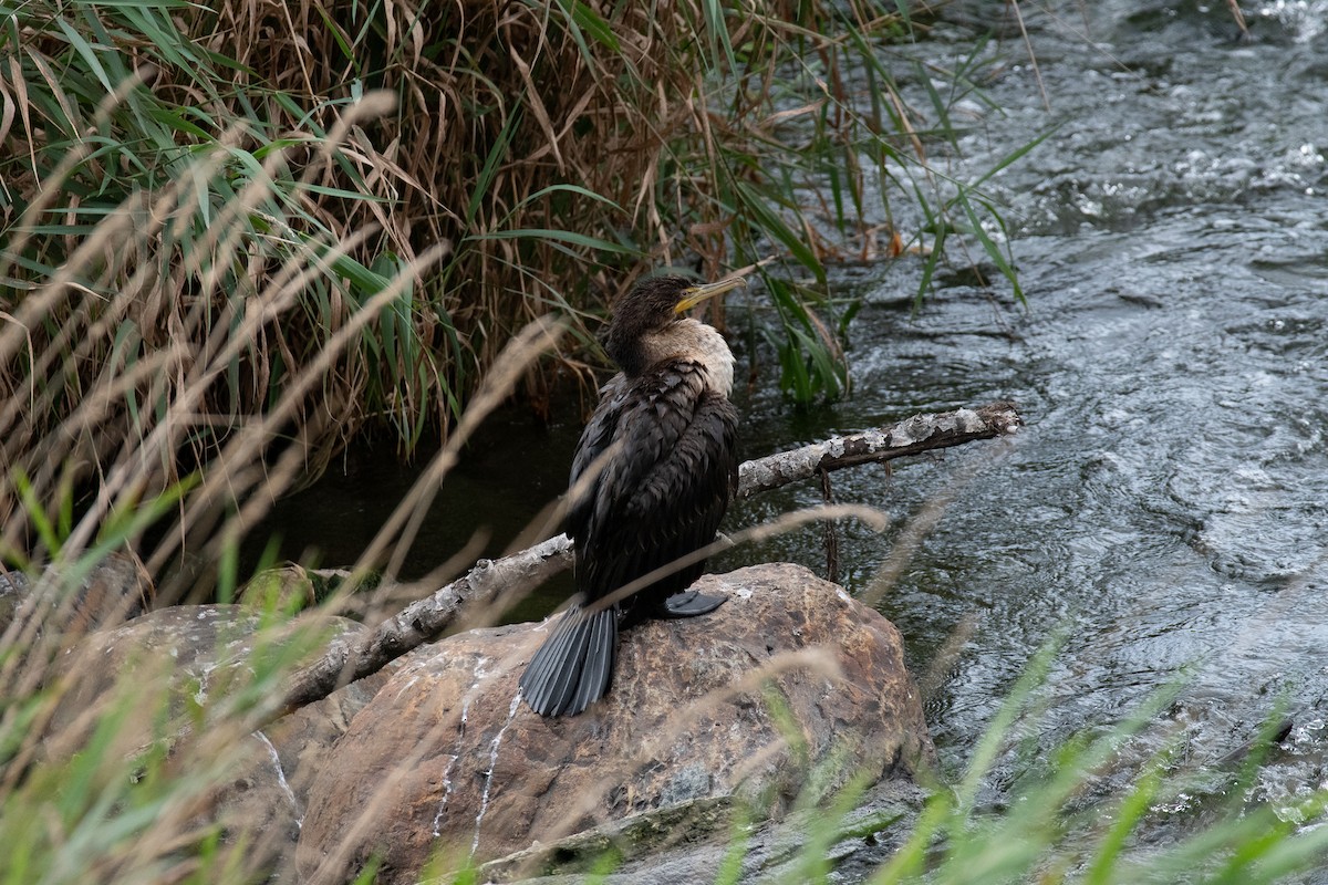 Cormoran à aigrettes - ML372998751