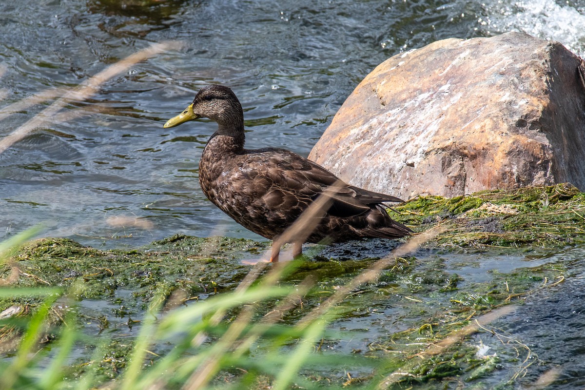 Canard noir - ML372999101