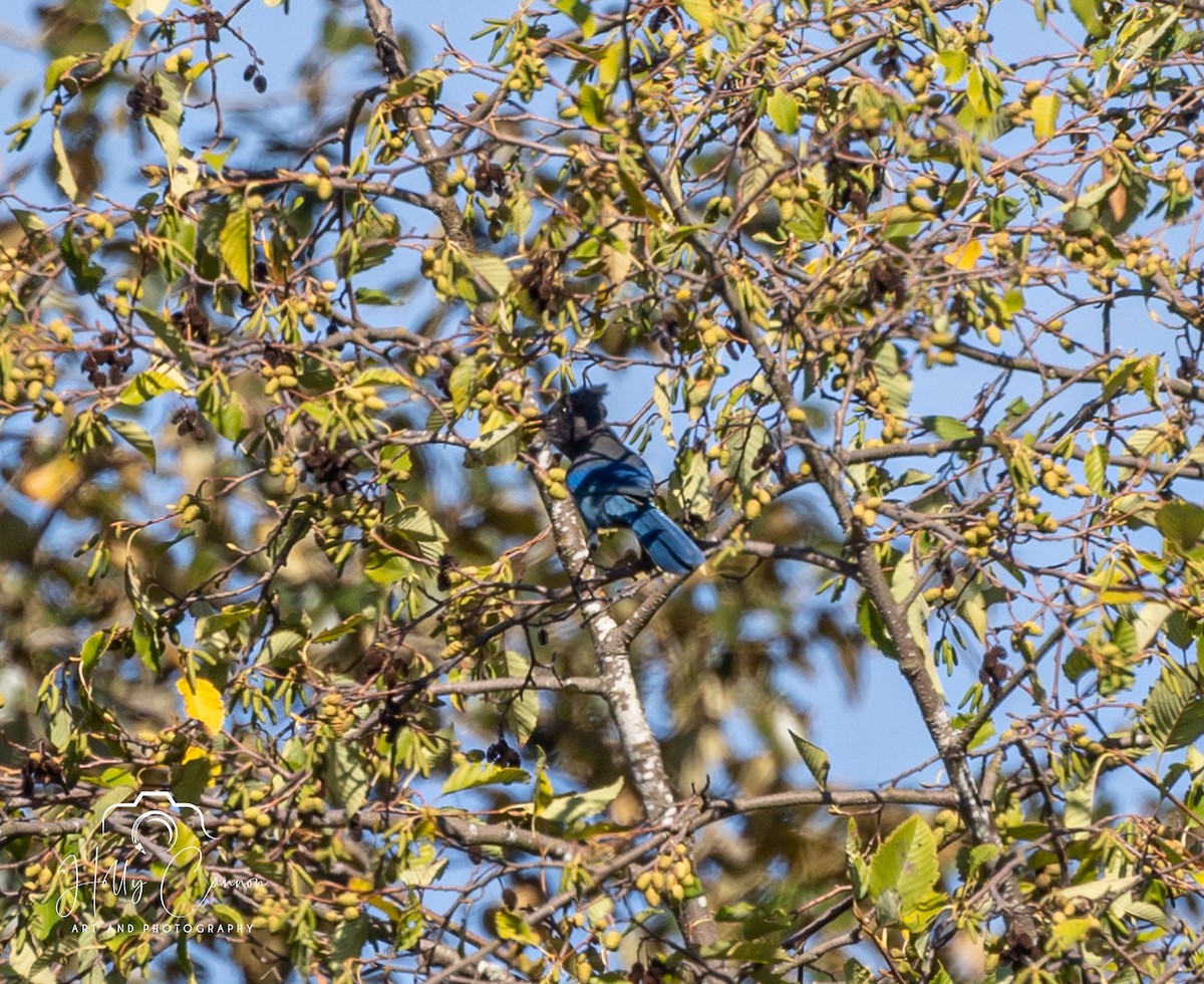 Steller's Jay (Coastal) - Holly Cannon