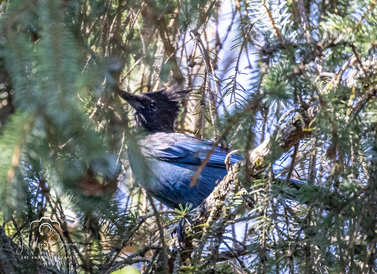 Steller's Jay (Coastal) - ML372999691