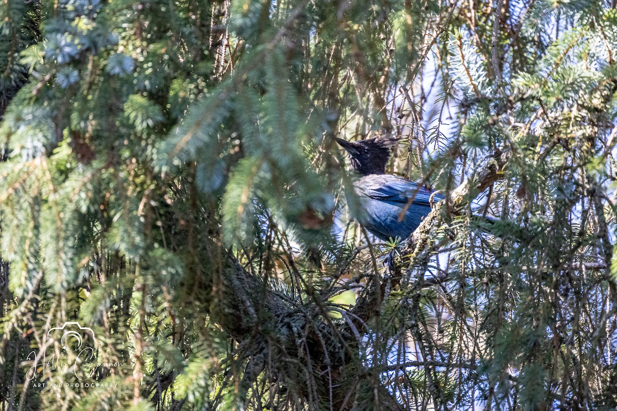 Steller's Jay (Coastal) - ML372999751