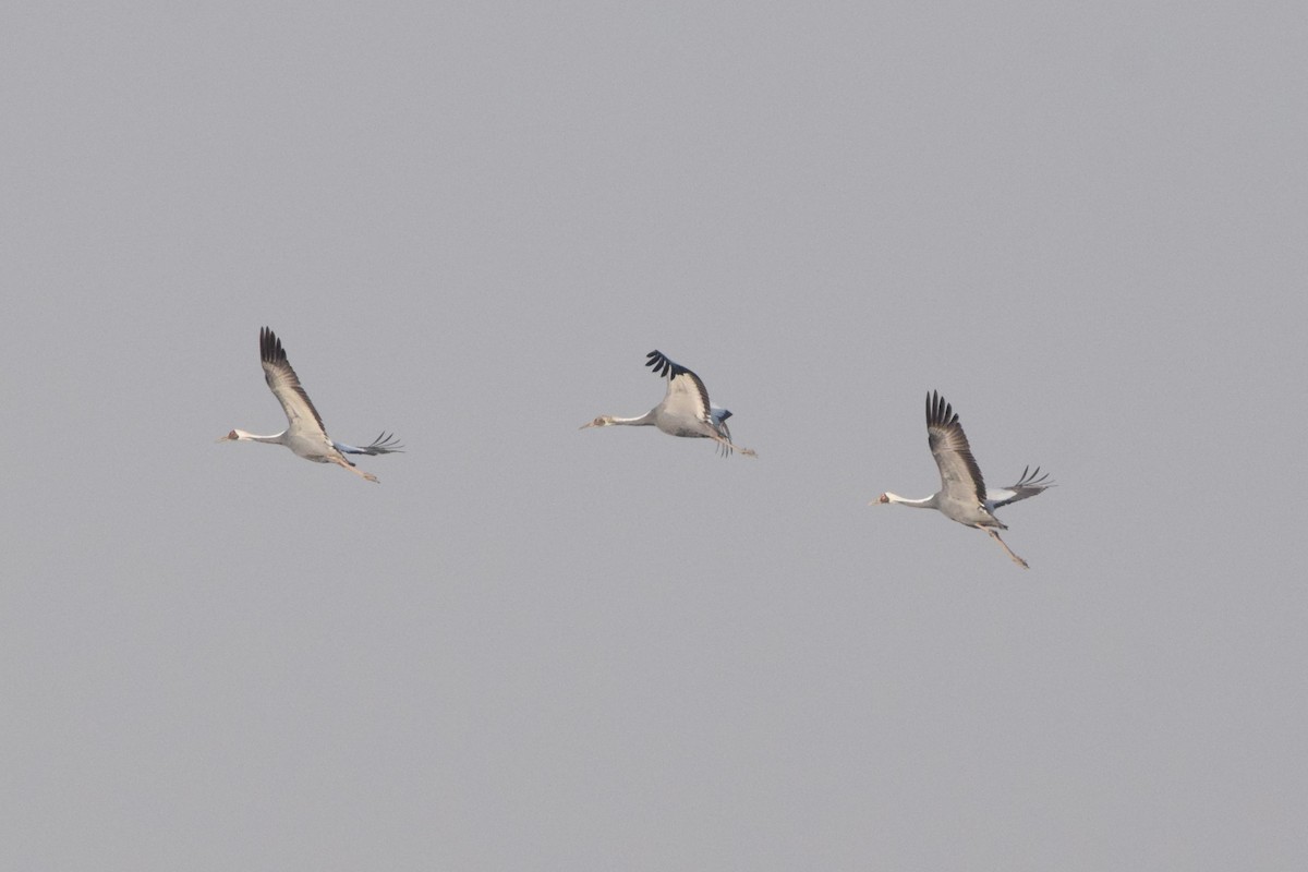 White-naped Crane - ML372999931