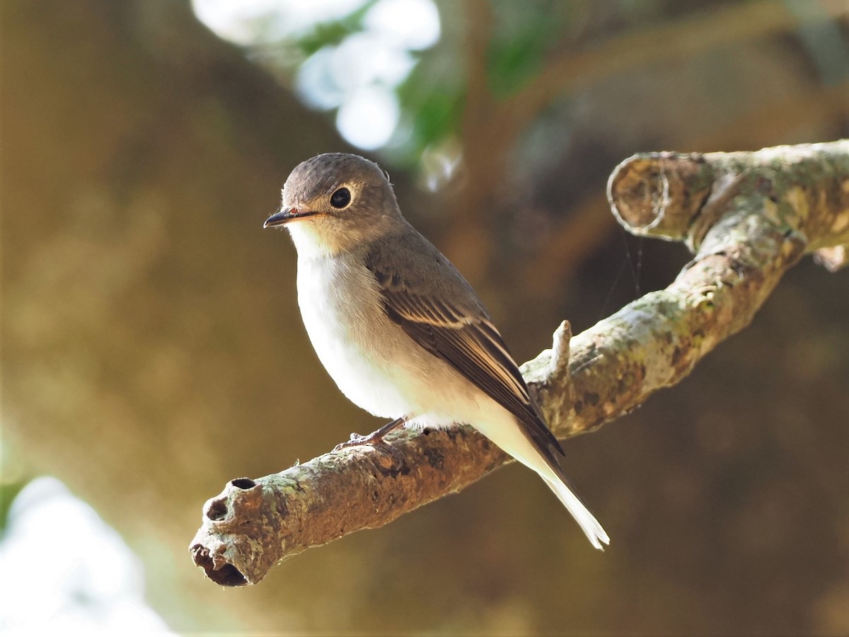 Asian Brown Flycatcher - Jessica (Fischadler) LIN