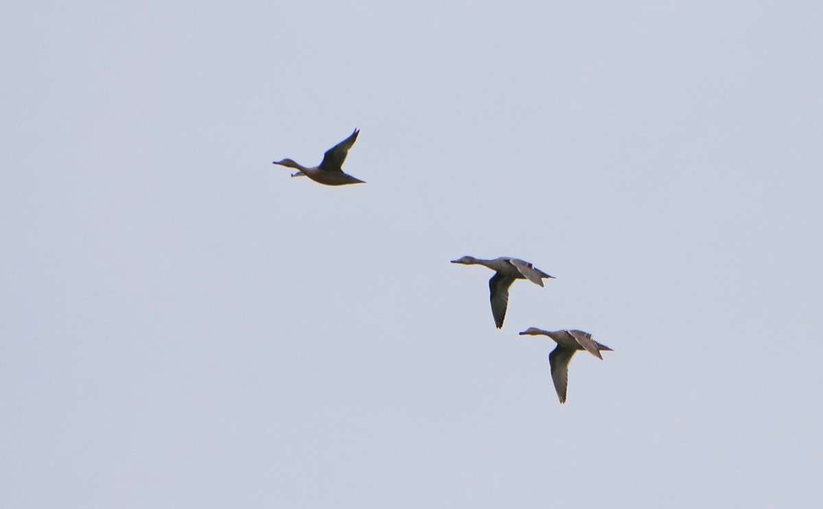 Northern Pintail - ML373000671