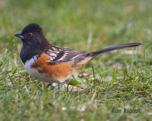 Spotted Towhee - ML37300231