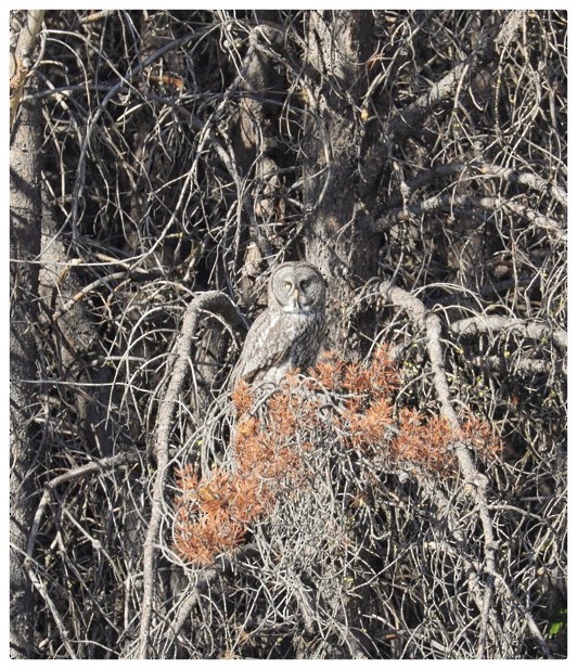 カラフトフクロウ - ML373002661