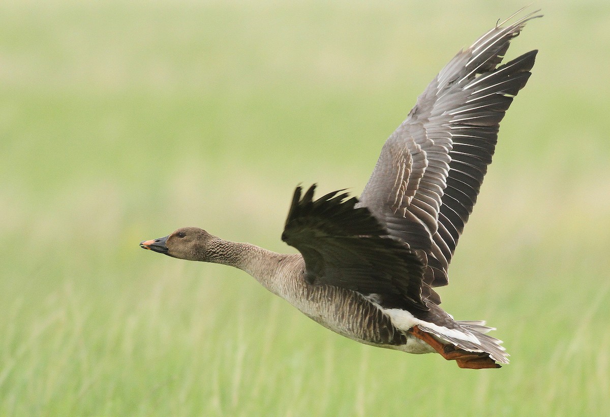 Taiga Bean-Goose - ML37300361